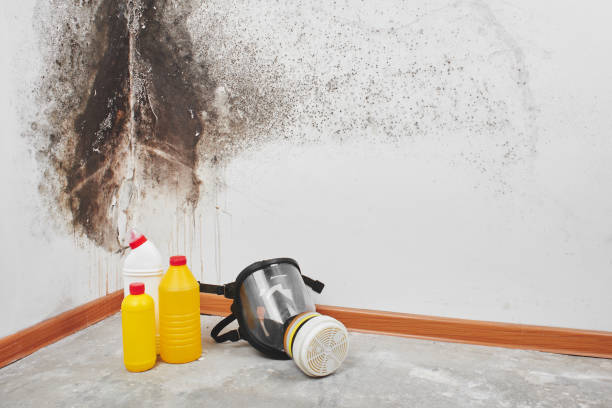 Best Residential Mold Removal  in Clio, MI