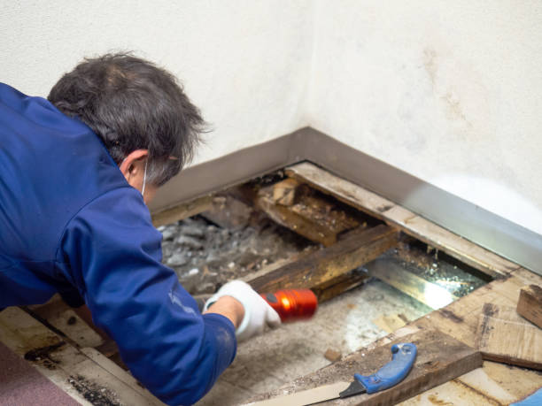 Best Certified Mold Removal  in Clio, MI