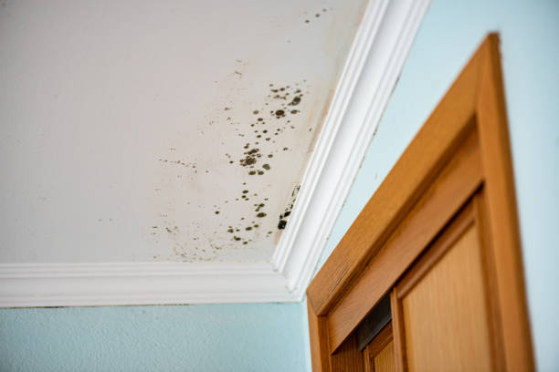 Certified Mold Removal in Clio, MI