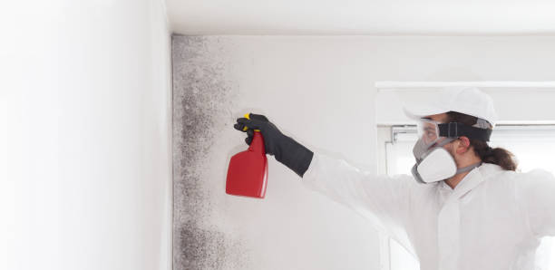 Best Toxic Mold Removal  in Clio, MI