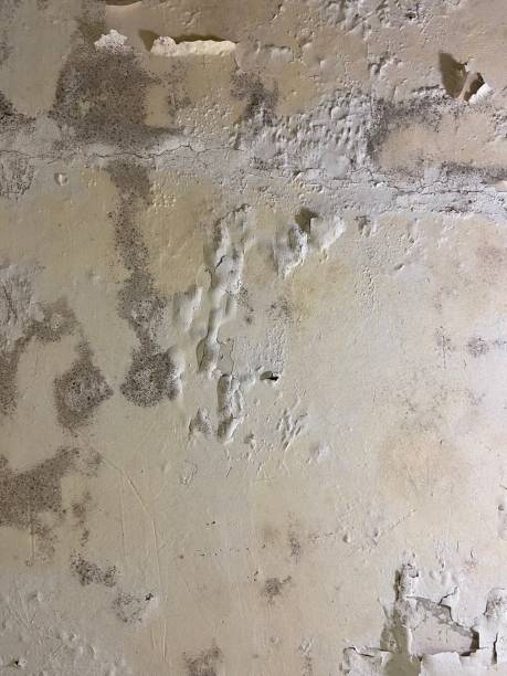 Best Same-Day Mold Removal  in Clio, MI
