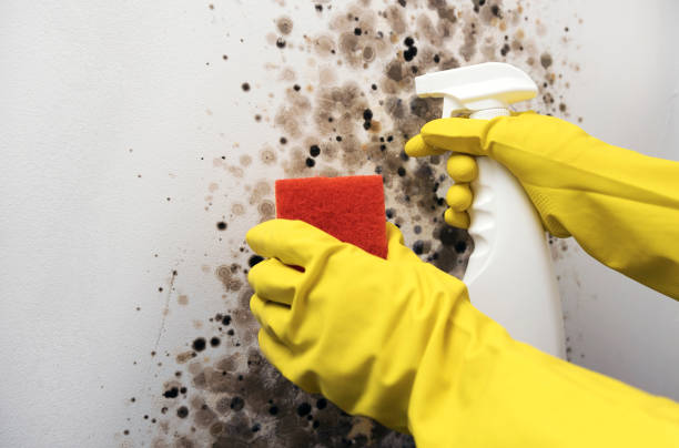 Best Home Mold Removal  in Clio, MI