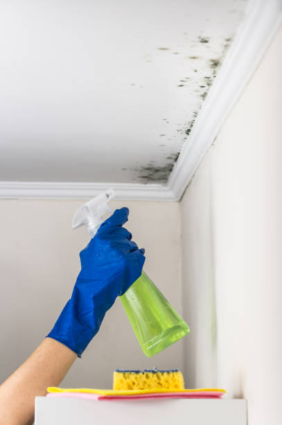 Best Mold Testing and Removal  in Clio, MI
