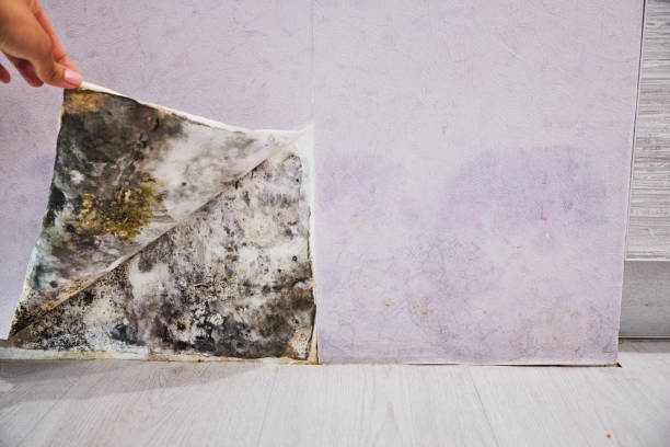 Reliable Clio, MI Mold Removal Solutions